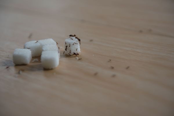 Sugar Ant Extermination in Albany