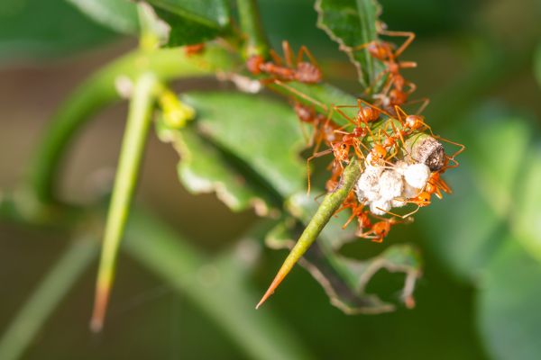 Red Ant Control