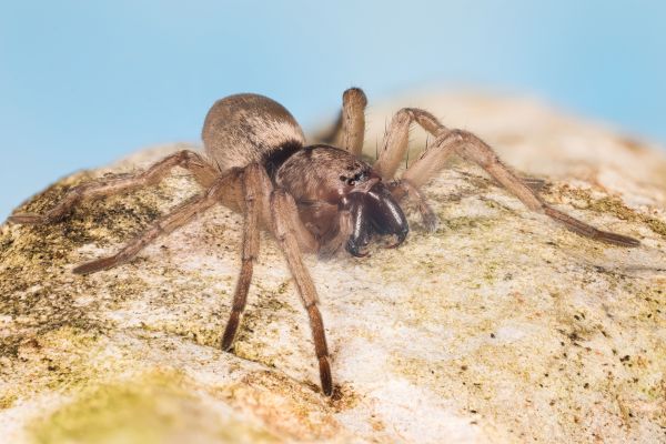 Mouse Spider Extermination in Albany
