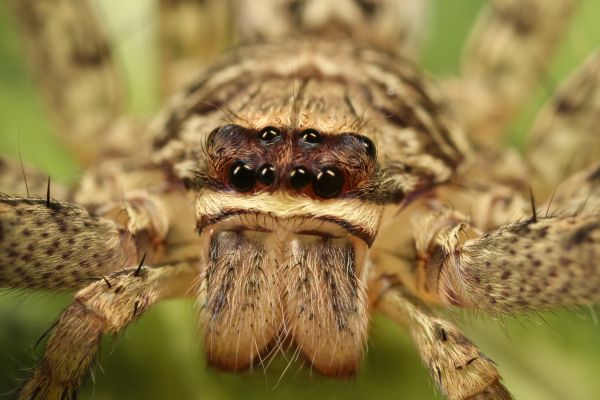 Huntsman Spider Extermination in Albany