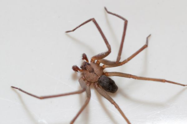 Brown Recluse Extermination in Albany