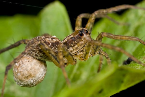 Wolf Spider Extermination in Albany
