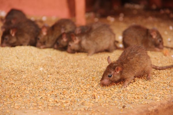 Rats Extermination in Albany