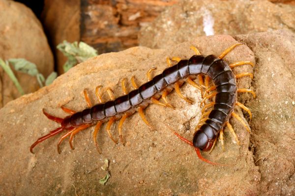 Centipede Extermination in Albany
