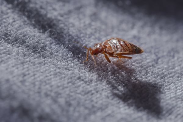 Bed Bug Extermination in Albany