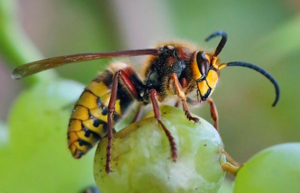 European Hornet Removal in Albany