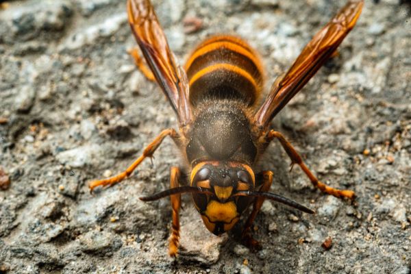European Hornet Extermination in Albany