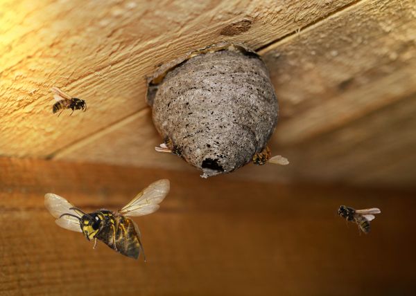 Paper Wasp Removal Service