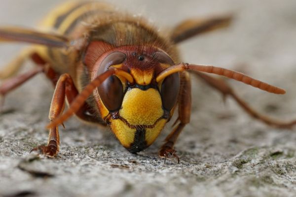 Hornets Extermination Service