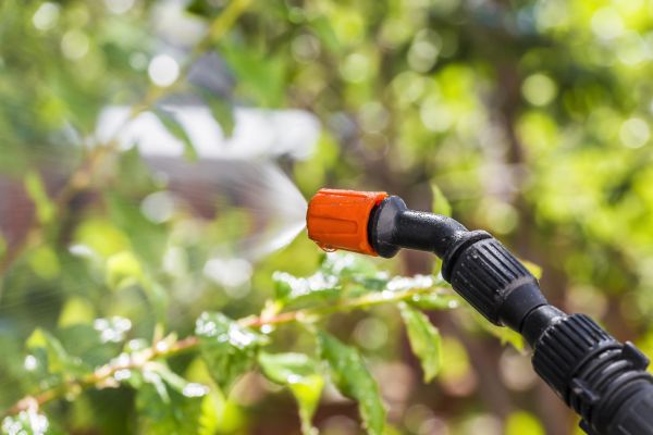Lawn Insect Spraying in Albany