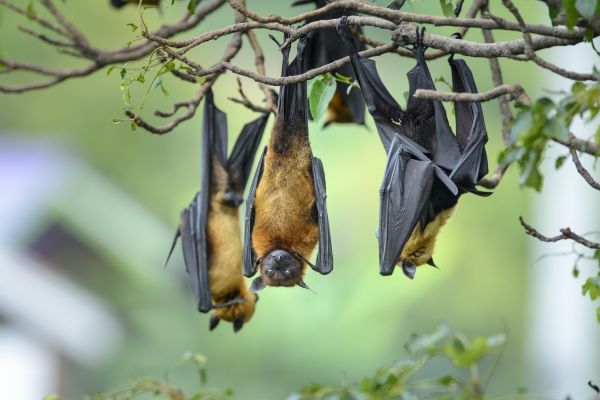 Bat Mitigation