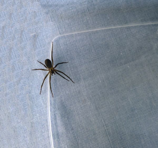 Brown Recluse Removal in Albany