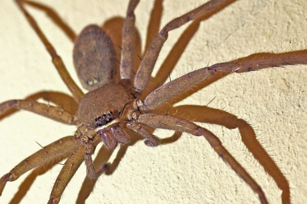 Huntsman Spider Removal in Albany