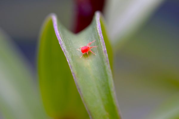 Spider Mite Treatment