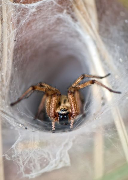 Wolf Spider Removal in Albany