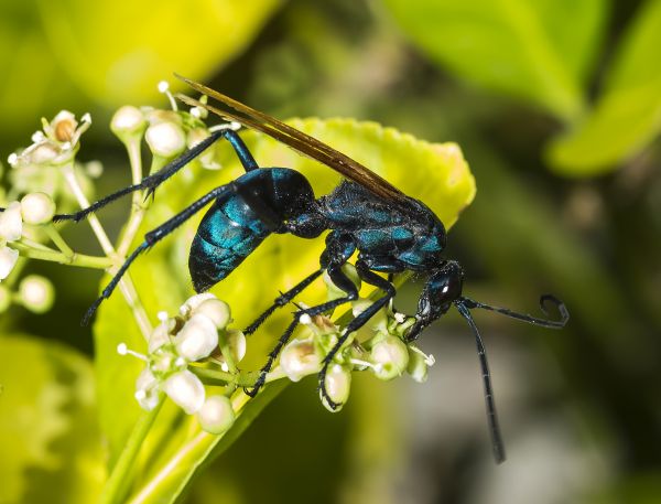 Tarantula Hawk Extermination in Albany
