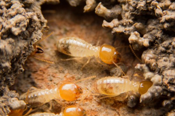 Termites Extermination in Albany