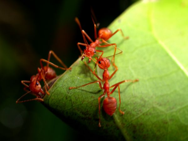 Red Ant Extermination in Albany