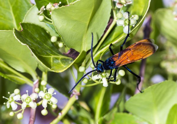 Tarantula Hawk Control