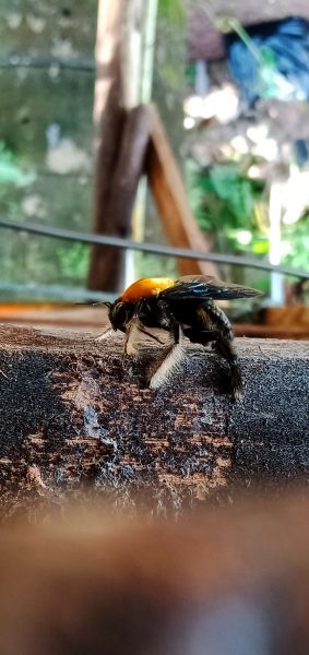 Wood Bee Removal in Albany