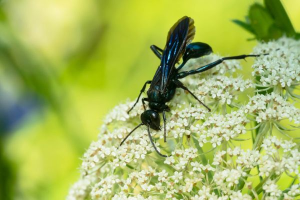 Mud Dauber Removal in Albany
