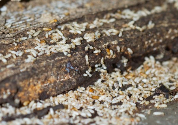 Commercial Termite Removal in Albany
