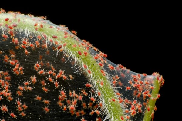 Spider Mite Extermination Service