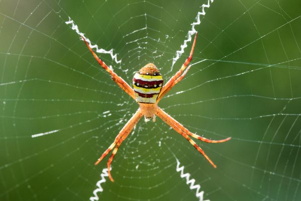 Cross Spider Extermination in Albany