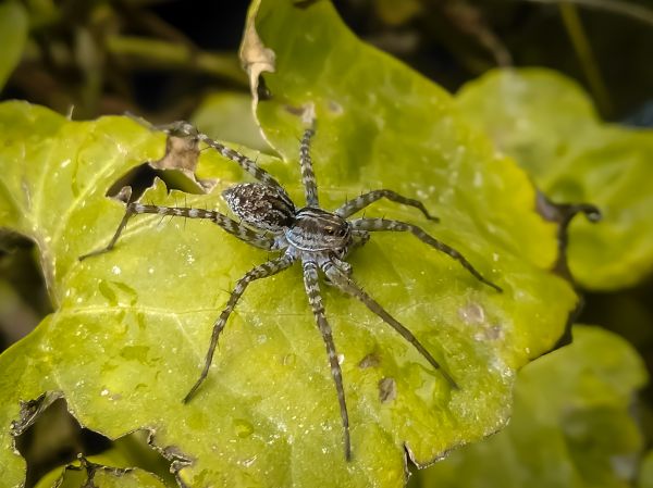 Common Spiders Extermination in Albany