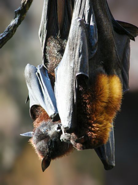 Bats Extermination Service