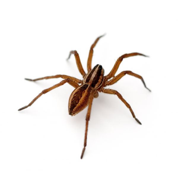 Spider Mite Removal Service