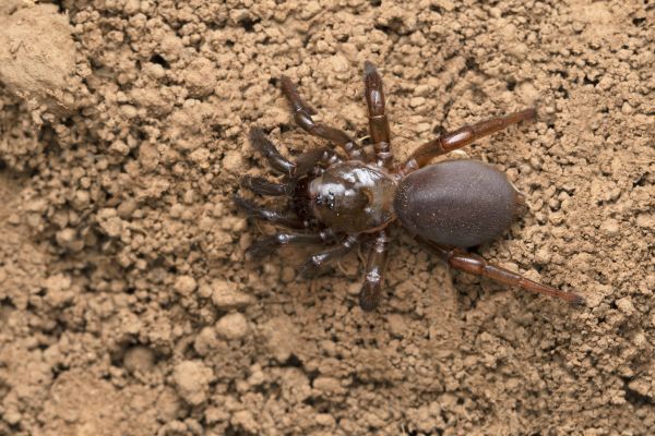Trapdoor Spider Removal in Albany