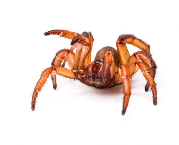 Trapdoor Spider Extermination in Albany