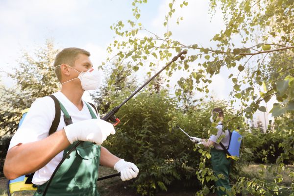 Backyard Pest Control