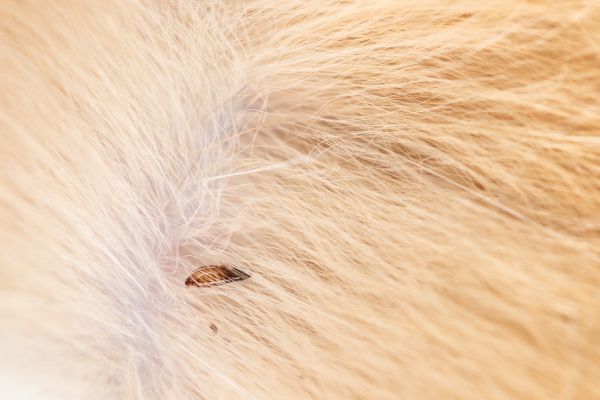 Mites Extermination in Albany