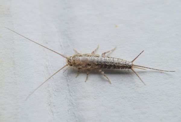 Silverfish Extermination