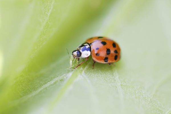 Ladybug Extermination in Albany