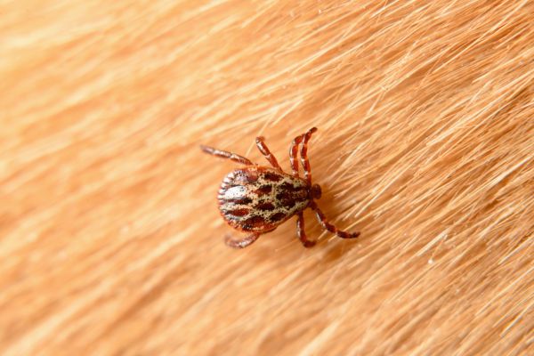 Mite Removal in Albany