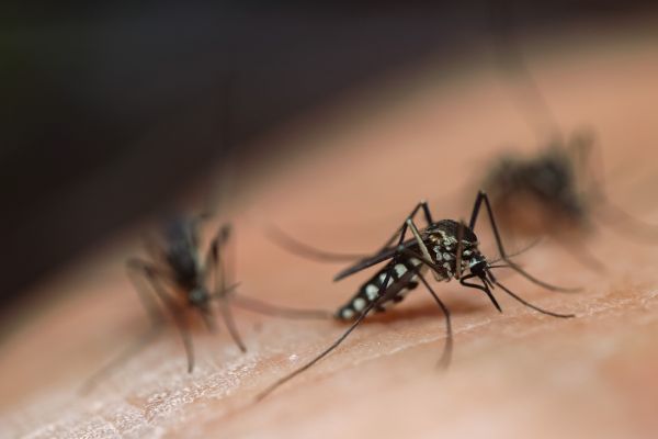 Mosquito Removal in Albany