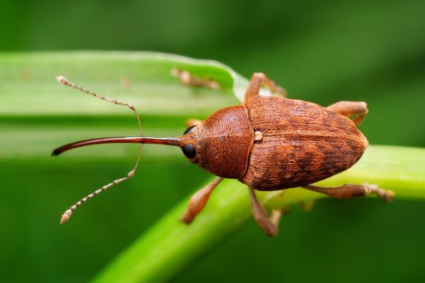Weevil Removal Service