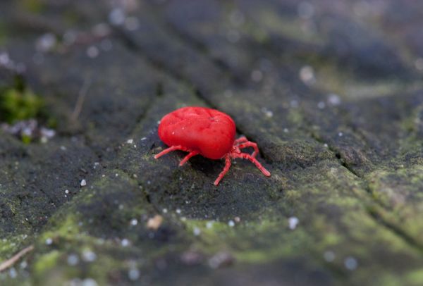 Chigger Extermination in Albany