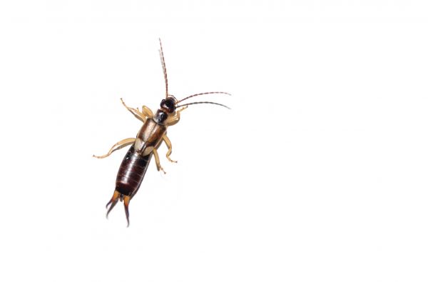Earwig Extermination in Albany