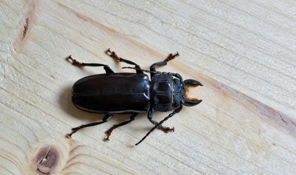 Bug Removal Service in Albany