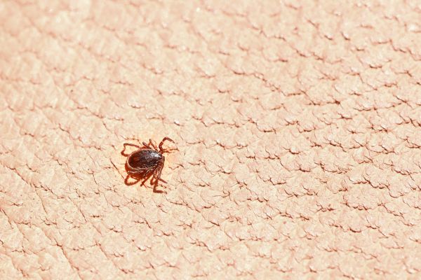 Tick Infestation Control