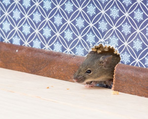 Mice Extermination Service in Albany