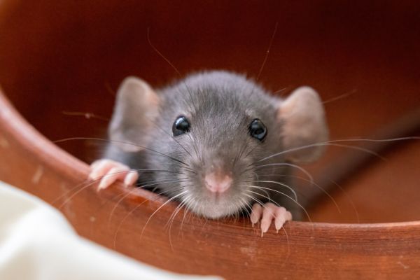 Mouse Pest Elimination