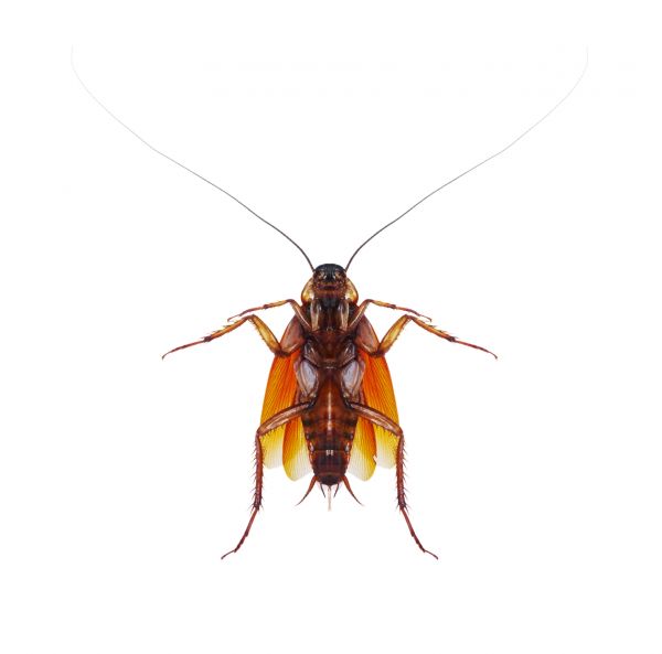 Roach Control