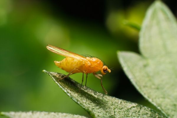 Fruit Fly Extermination in Albany