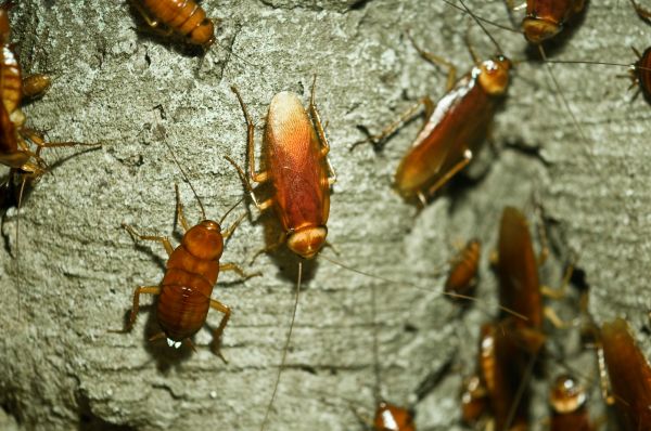 Cockroach Prevention