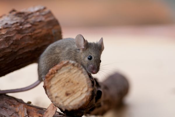 Vermin Extermination Service